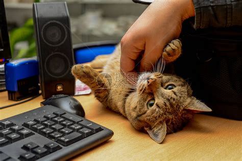 为了防猫踩键盘，我给键盘买了个套...结果让猫给爽了！ - 知乎