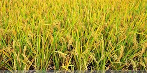 10万亩海水稻完成产量测评 平均亩产超千斤_新华报业网