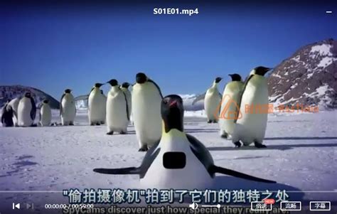 企鹅群里有特务剧情介绍(1-3全集)_电视猫