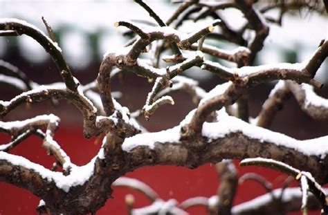 无锡梅园这里的虬枝倒悬、枯树老干的古梅树承载着历史的变迁|梅园|古梅|虬枝_新浪新闻