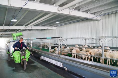 黑龙江：湖羊养殖推动老林区产业升级_时图_图片频道_云南网
