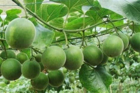 [瓜蒌籽批发]野 生（天花粉）中华栝蒌 瓜蒌子可种植2500/斤价格2500.00元/斤 - 一亩田