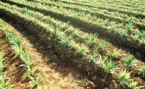 菠萝种植，菠萝土壤选择、温度和肥水管理技巧，你都了解多少？