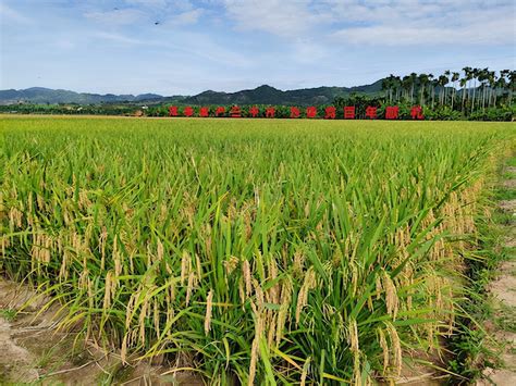 海南实现双季稻亩产1500公斤目标（袁隆平团队杂交水稻双季亩产攻关再获成功） - 托普仪器