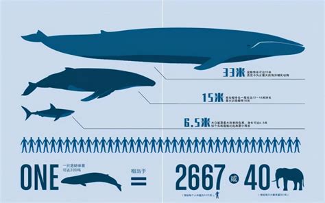 蓝鲸和须鲸不仅体型巨大，而且还是寿命最长的海洋哺乳动物|须鲸|蓝鲸|小鲸_新浪新闻