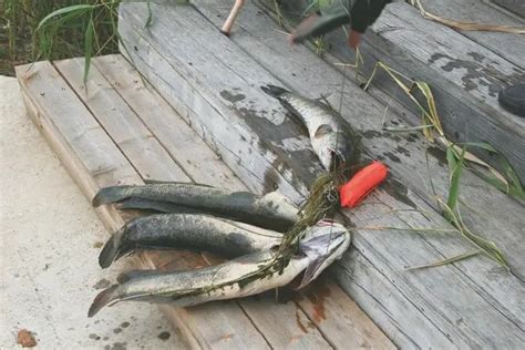 钓鱼：七种鱼钩的区别，钓什么鱼用什么钩，太实用了！