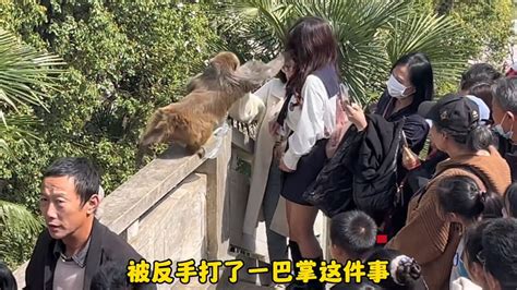 女生给猴子喂食被掌掴，景区：每天广播禁止游客喂食，打疫苗可理赔_腾讯视频