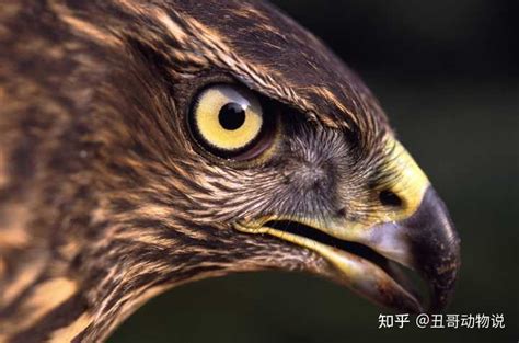 中国本土上说的老鹰是哪一种鹰？ - 知乎