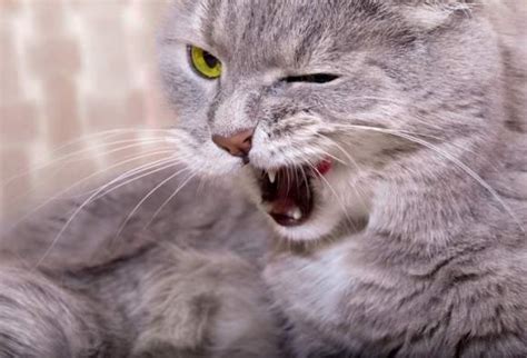 猫为什么一摸它就发出咕咕声 - 业百科