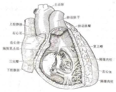 心脏结构图片-心脏结构素材图片大全-摄图网