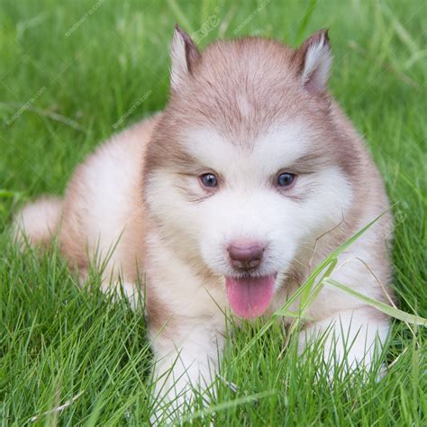 阿拉斯加雪橇犬幼犬图片 肥嘟嘟的太可爱了-宠物王