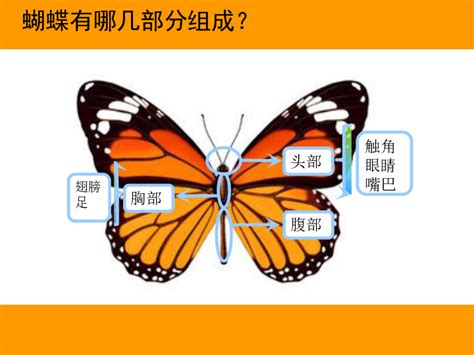 【视频】很简单的蝴蝶彩铅手绘视频教程 蝴蝶的画法 简单的蝴蝶怎么画[ 图片/7P ] - 才艺君