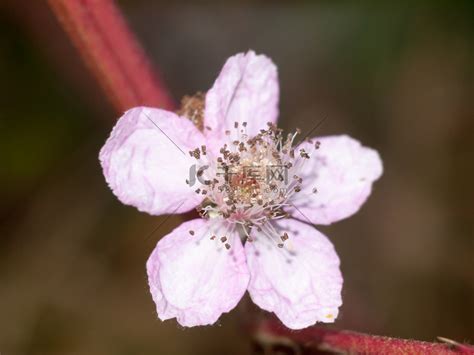 粉红色的小荆棘花近距离细节宏高清摄影大图-千库网
