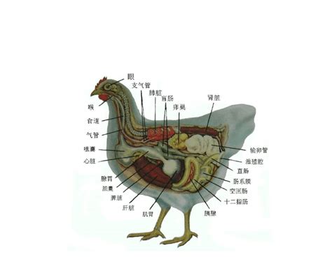 鸡的解剖结构图_word文档在线阅读与下载_免费文档
