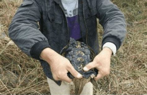泉州一老伯晋江里钓只美洲鳄龟 外来物种别放生 - 奇闻异事 - 东南网泉州频道