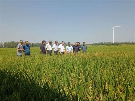 农垦集团小麦专家组指导华阳河农场公司小麦生产安徽省华阳河农场