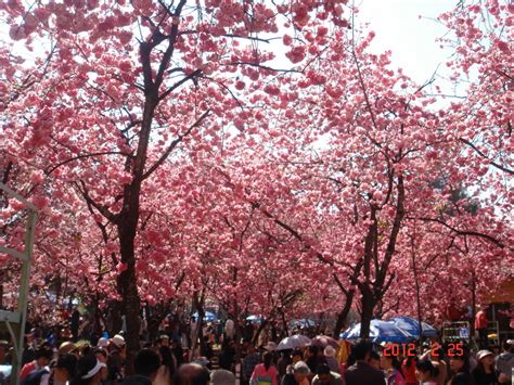 【南京樱花什么时候开】2017南京樱花节花期、时间、地点、门票 - 蚂蜂窝