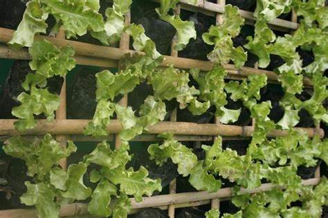 Organic hydroponic vegetables Vertical garden 4755460 Stock Photo at ...
